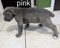 Pink collar, a female Cane Corso for sale in Gay, GA – 2 of 10