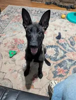 Turbo, a male Belgian Malinois for sale in Gay, GA – Photo 2 of 6