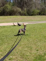Turbo, a male Belgian Malinois for sale in Gay, GA – Photo 6 of 6