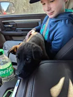 Turbo, a male Belgian Malinois for sale in Gay, GA – Photo 4 of 6