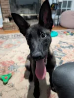 Turbo, a male Belgian Malinois for sale in Gay, GA – Photo 1 of 6