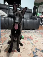 Turbo, a male Belgian Malinois for sale in Gay, GA – Photo 3 of 6