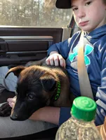 Turbo, a male Belgian Malinois for sale in Gay, GA – Photo 5 of 6