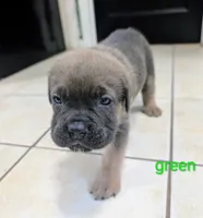 Green Collar , a male Cane Corso for sale in Gay, GA – 4 of 10