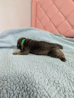 Green Collar , a male Cane Corso for sale in Gay, GA – Photo 2 of 9