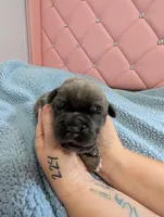 Green Collar , a male Cane Corso for sale in Gay, GA – Photo 3 of 9