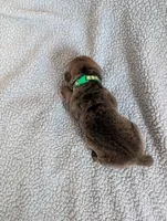 Green Collar , a male Cane Corso for sale in Gay, GA – Photo 4 of 9