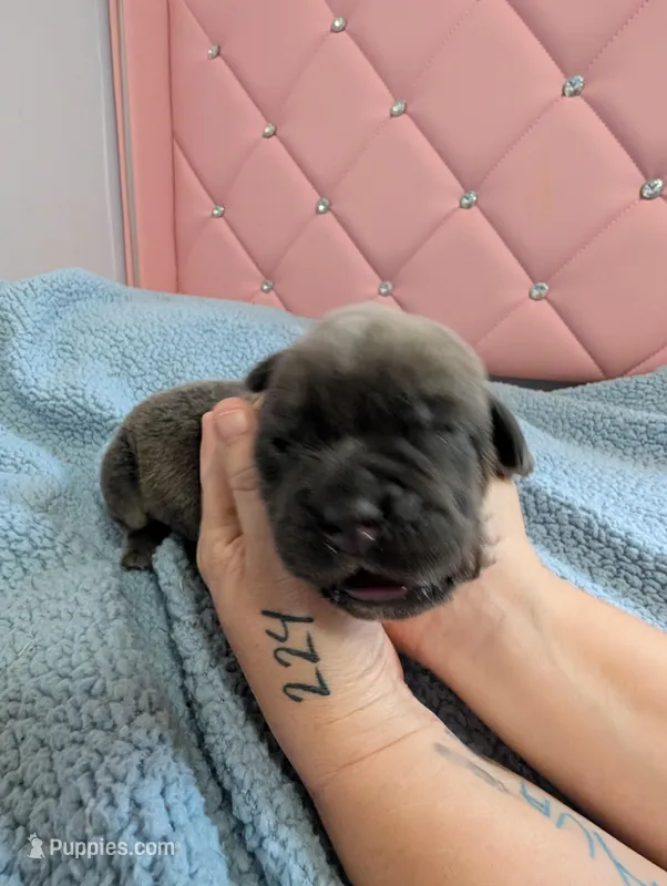 Green Collar  – Cane Corso puppy for sale in Gay, GA