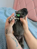 Green Collar , a male Cane Corso for sale in Gay, GA – Photo 5 of 9