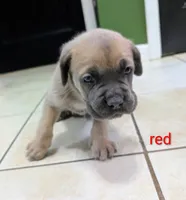 Red Collar, a male Cane Corso for sale in Gay, GA – 6 of 10
