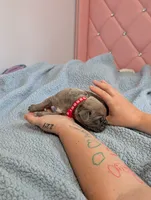 Red Collar, a male Cane Corso for sale in Gay, GA – Photo 4 of 10