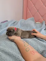 Red Collar, a male Cane Corso for sale in Gay, GA – Photo 5 of 10