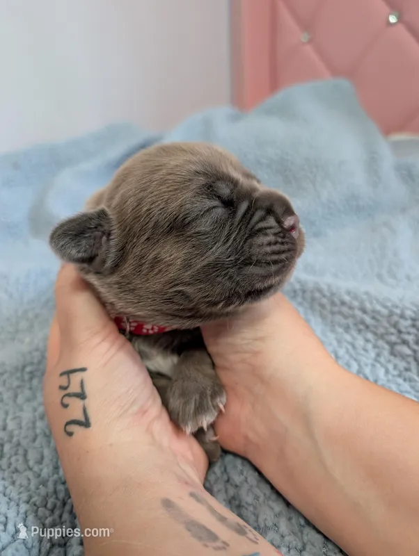 Red Collar – Cane Corso puppy for sale in Gay, GA
