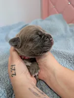Red Collar, a male Cane Corso for sale in Gay, GA – Photo 1 of 10