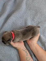 Red Collar, a male Cane Corso for sale in Gay, GA – Photo 10 of 10