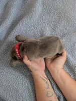 Red Collar, a male Cane Corso for sale in Gay, GA – Photo 9 of 10