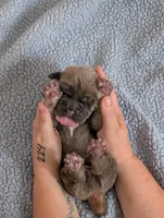 Red Collar, a male Cane Corso for sale in Gay, GA – Photo 7 of 10