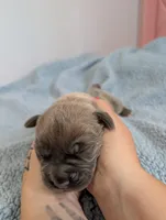 Red Collar, a male Cane Corso for sale in Gay, GA – Photo 3 of 10