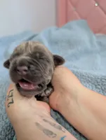 Red Collar, a male Cane Corso for sale in Gay, GA – Photo 2 of 10