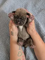 Red Collar, a male Cane Corso for sale in Gay, GA – Photo 8 of 10