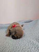 Red Collar, a male Cane Corso for sale in Gay, GA – Photo 6 of 10