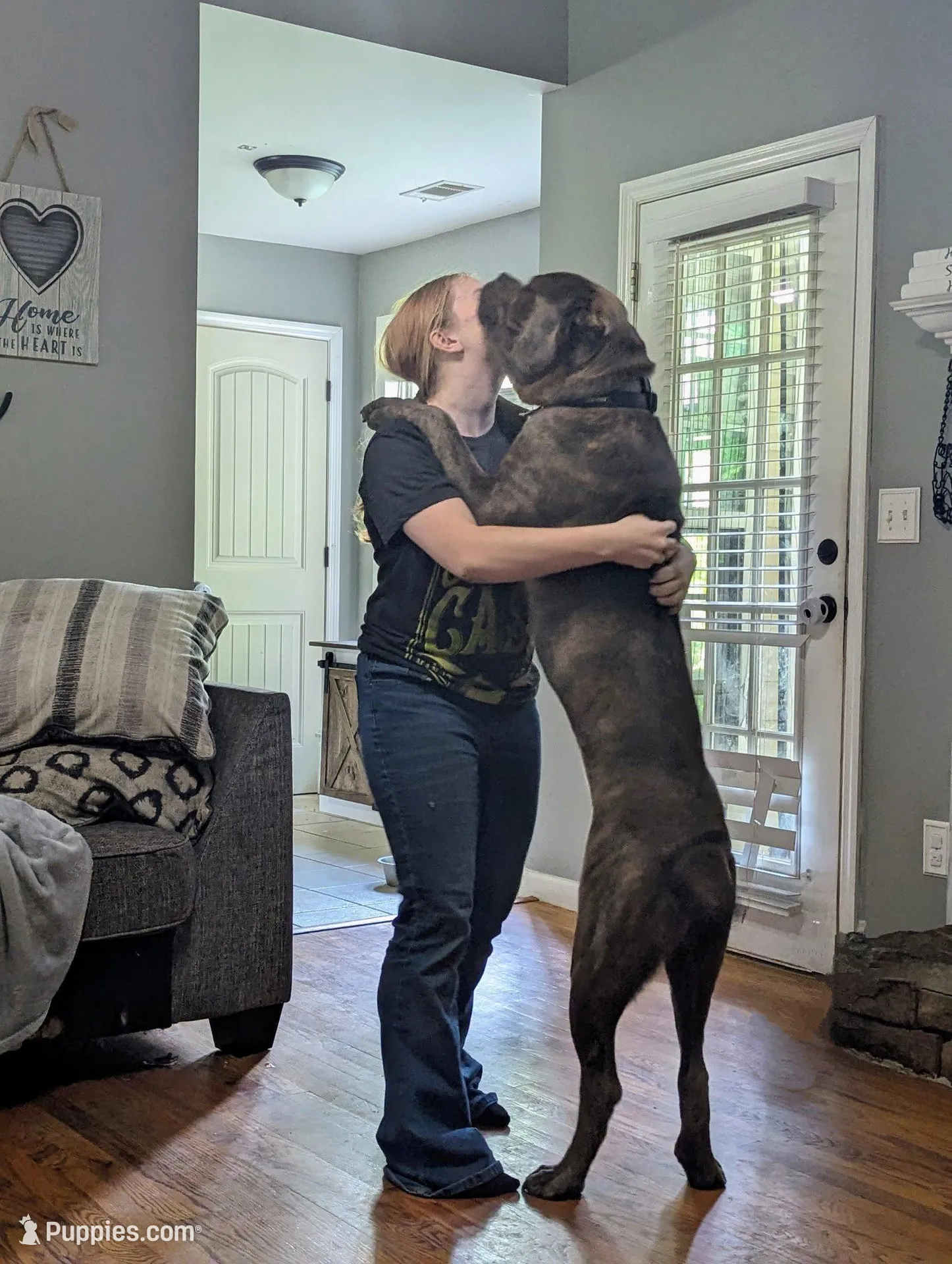 Green Collar , a male Cane Corso for sale in Gay, GA – Photo 9 of 9
