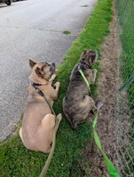Purple Collar, a female Cane Corso for sale in Gay, GA – 5 of 6