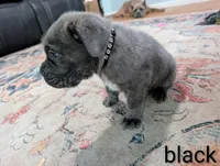 Black collar , a male Cane Corso for sale in Gay, GA – 4 of 10
