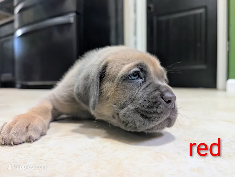 Red Collar – Cane Corso puppy for sale in Gay, GA