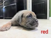 Red Collar, a male Cane Corso for sale in Gay, GA – 1 of 10