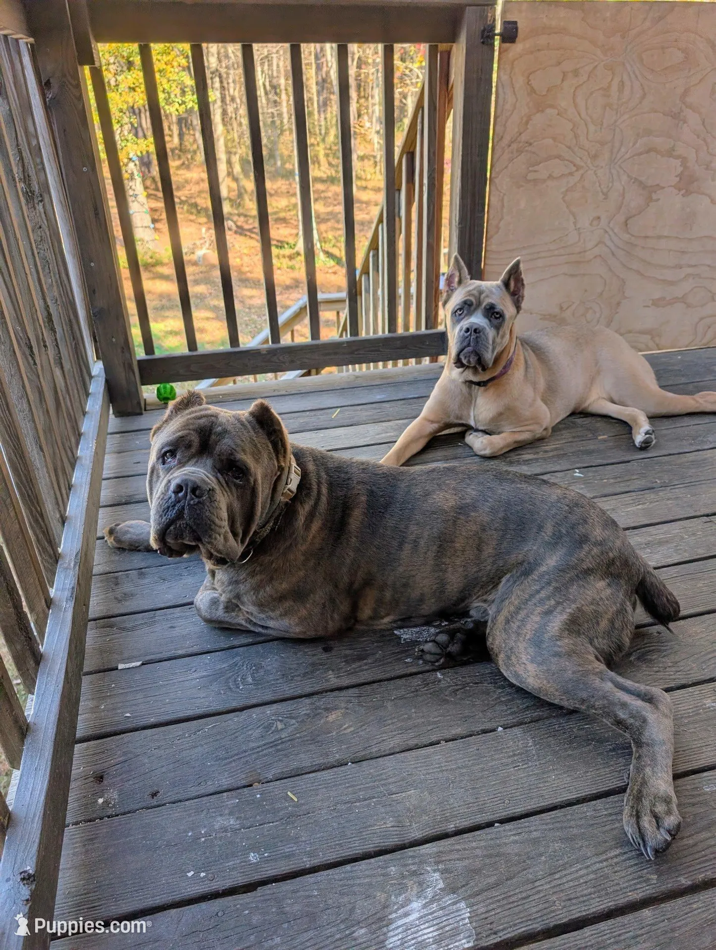 Green Collar , a male Cane Corso for sale in Gay, GA – Photo 8 of 9