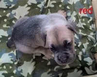 Red Collar, a male Cane Corso for sale in Gay, GA – 2 of 10