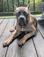 Purple Collar, a female Cane Corso for sale in Gay, GA – 4 of 6