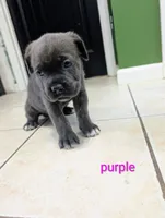 Purple collar , a female Cane Corso for sale in Gay, GA – 2 of 10