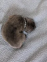 Black collar , a male Cane Corso for sale in Gay, GA – Photo 2 of 10