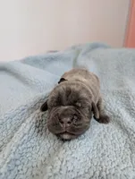 Black collar , a male Cane Corso for sale in Gay, GA – Photo 6 of 10