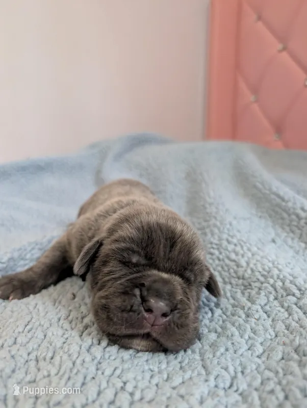 Black collar  – Cane Corso puppy for sale in Gay, GA