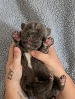 Black collar , a male Cane Corso for sale in Gay, GA – Photo 5 of 10