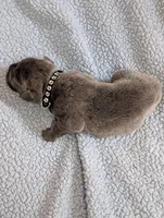 Black collar , a male Cane Corso for sale in Gay, GA – Photo 3 of 10