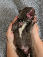 Black collar , a male Cane Corso for sale in Gay, GA – Photo 7 of 10