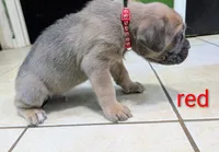 Red Collar, a male Cane Corso for sale in Gay, GA – 5 of 10
