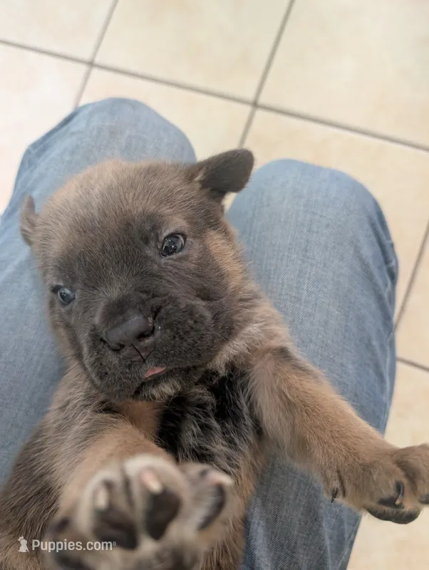 Green Collar  – Cane Corso puppy for sale in Gay, GA