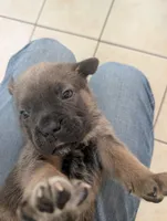 Green Collar , a male Cane Corso for sale in Gay, GA – 1 of 10