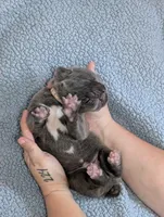 Pink collar, a female Cane Corso for sale in Gay, GA – Photo 2 of 10