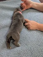 Pink collar, a female Cane Corso for sale in Gay, GA – Photo 5 of 10