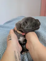 Pink collar, a female Cane Corso for sale in Gay, GA – Photo 6 of 10