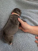 Pink collar, a female Cane Corso for sale in Gay, GA – Photo 4 of 10