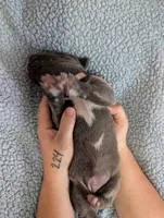 Pink collar, a female Cane Corso for sale in Gay, GA – Photo 3 of 10