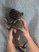 Pink collar, a female Cane Corso for sale in Gay, GA – Photo 7 of 10