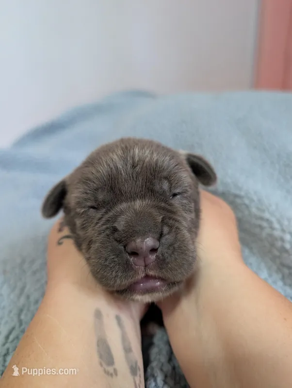 Pink collar – Cane Corso puppy for sale in Gay, GA